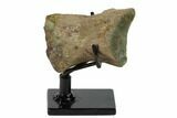 Hadrosaur (Brachylophosaur) Toe Bone - Montana #135463-1